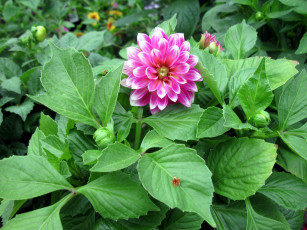 Картинка цветы георгины одиночка