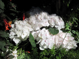 Картинка цветы гортензия белый