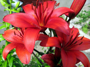 Картинка цветы лилии +лилейники лилия красная