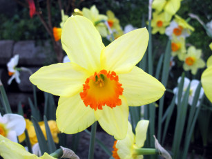 Картинка цветы нарциссы макро