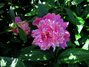 Картинка цветы пионы розовый