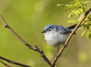 Картинка животные птицы птичка