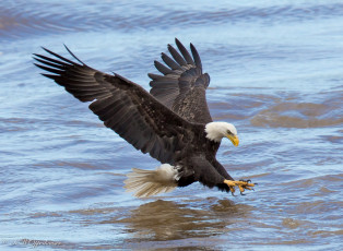 Картинка животные птицы+-+хищники птичка