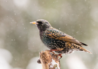 Картинка животные птицы птичка