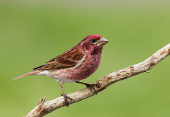 Картинка животные птицы птичка