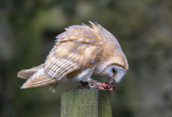 Картинка животные совы птичка
