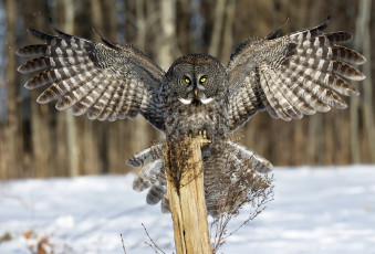 Картинка животные совы зима крылья взгляд снег сова