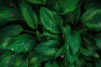 Картинка цветы макро капли листва текстура растения