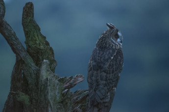 Картинка животные совы коряга птица сова фон