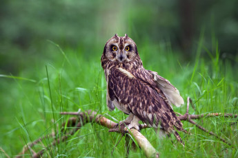 Картинка животные совы сова птица ветки трава
