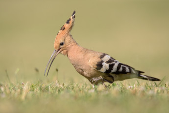 Картинка животные удоды птичка