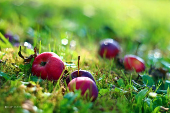 Картинка еда Яблоки боке трава яблоки