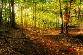 Картинка природа лес деревья