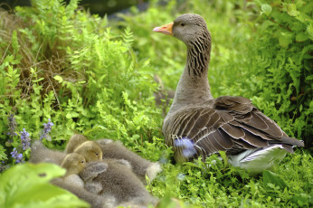 Картинка животные гуси птичка