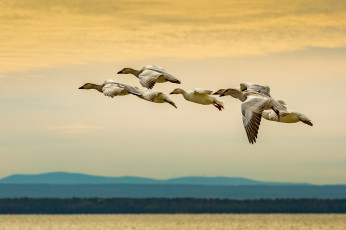 Картинка животные гуси птичка