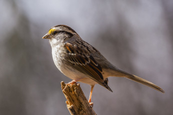 Картинка животные птицы птичка