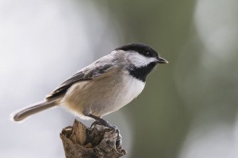 Картинка животные птицы птичка