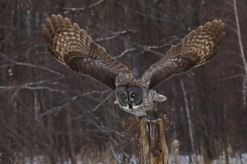Картинка животные совы природа взгляд крылья сова
