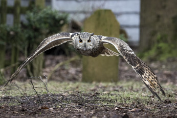 Картинка животные совы размах птица крылья сова