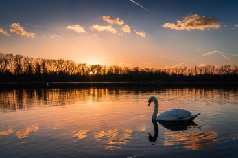 Картинка животные лебеди птичка