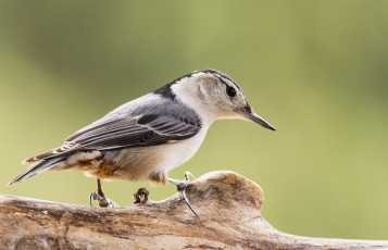 Картинка животные птицы птичка