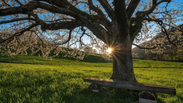 Картинка природа деревья закат поле лавочка холмы