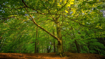 Картинка природа лес деревья