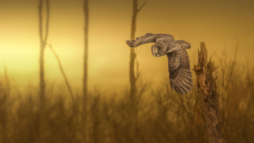 Картинка животные совы птичка