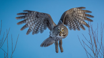 Картинка животные совы птичка