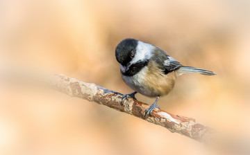 Картинка животные синицы +лазоревки птичка