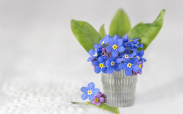 Картинка цветы незабудки букетик фон
