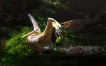 Картинка животные пеликаны птичка