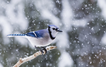 Картинка животные птицы птичка