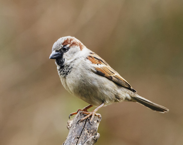 Обои картинки фото животные, воробьи, птичка