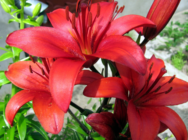 Обои картинки фото цветы, лилии,  лилейники, лилия, красная