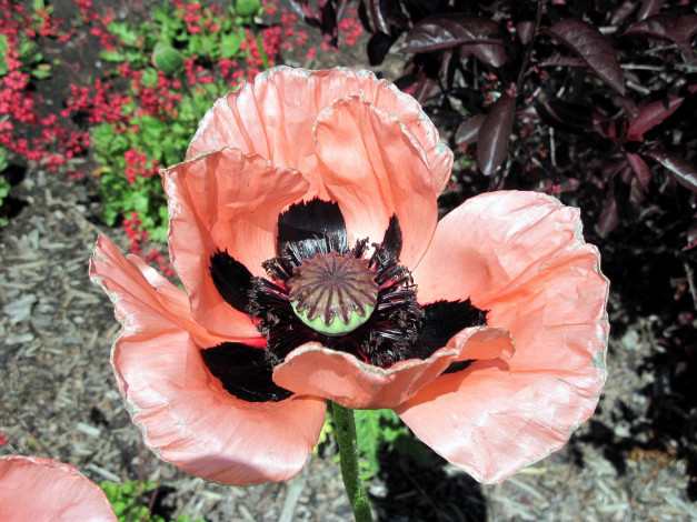 Обои картинки фото цветы, маки, макро