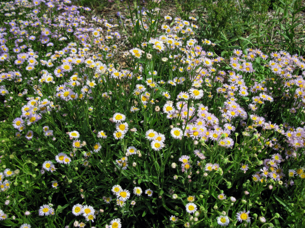 Обои картинки фото цветы, маргаритки, много