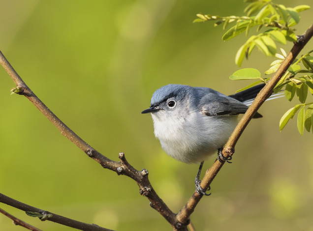 Обои картинки фото животные, птицы, птичка