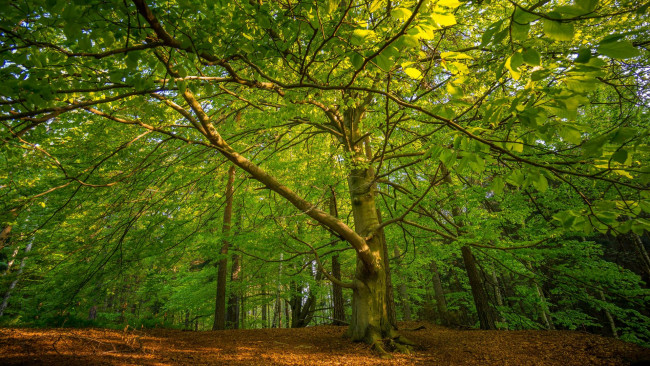 Обои картинки фото природа, лес, деревья