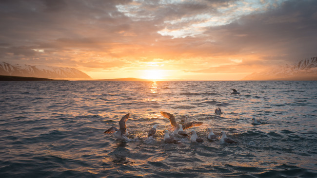 Обои картинки фото животные, Чайки,  бакланы,  крачки, птичка