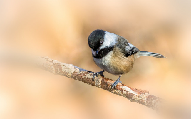 Обои картинки фото животные, синицы,  лазоревки, птичка