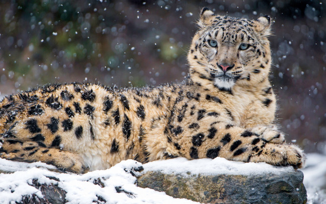 Обои картинки фото животные, снежный барс , ирбис, зоопарк, портрет, фон, камни, снегопад, барс, снежный, кошки, лежит, снег, зима, взгляд, дикие