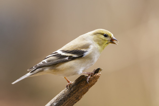 Обои картинки фото животные, птицы, птичка