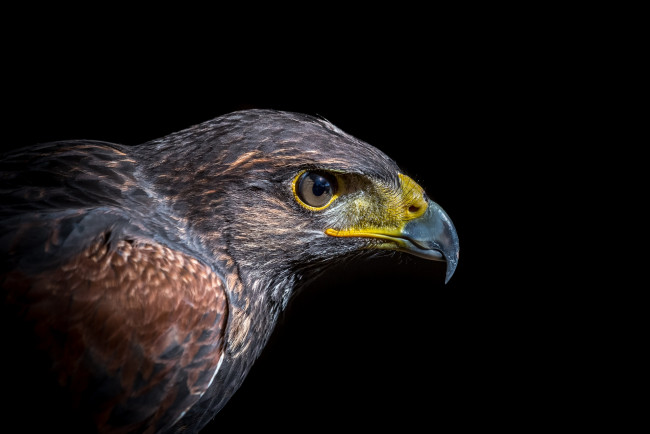 Обои картинки фото животные, птицы - хищники, птичка