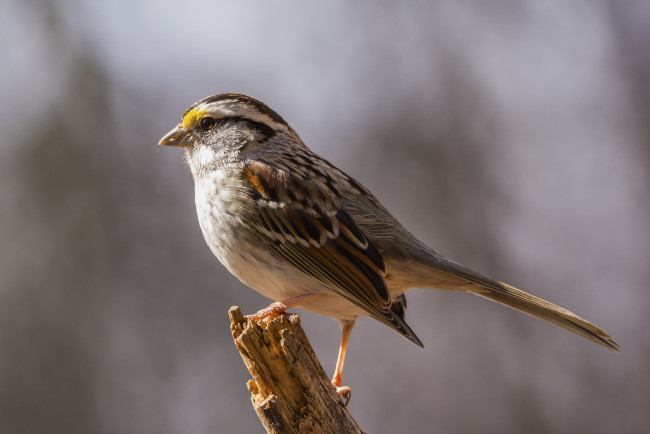 Обои картинки фото животные, птицы, птичка