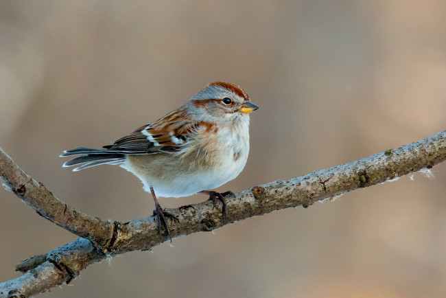 Обои картинки фото животные, птицы, птичка