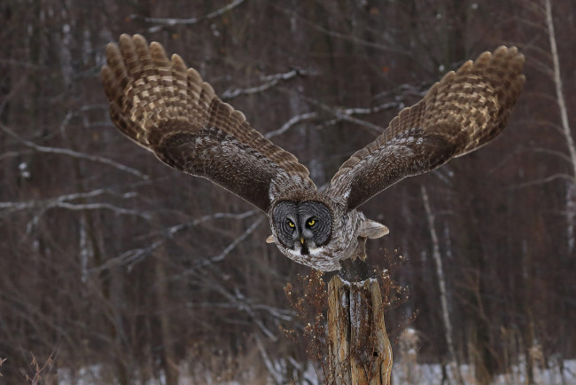 Обои картинки фото животные, совы, природа, взгляд, крылья, сова