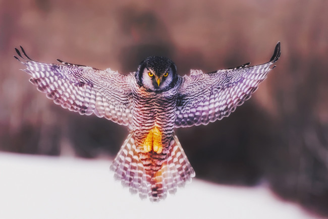 Обои картинки фото животные, совы, птица, взмах, крыльев, сова, ангел, крылья