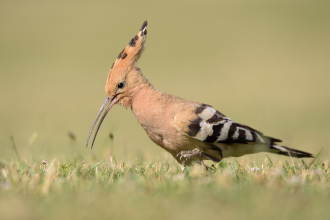 Обои картинки фото животные, удоды, птичка