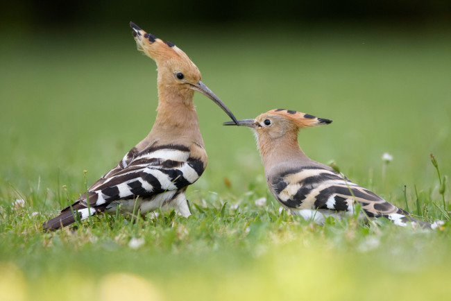 Обои картинки фото животные, удоды, птичка